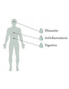 6 cf da 20 Bustine infusione CBD Thera Tisana Canapa Pura 2