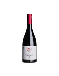 Bottiglia 0,75lt Terre Siciliane Syrah IGP BIO "Volupta"...
